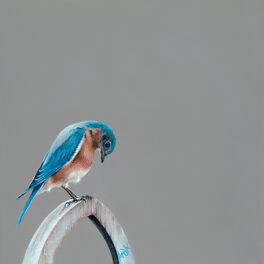 Heh Mr Bluebird by Amanda Buchanan Hutchison