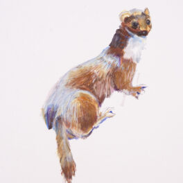 A Wee Weasel by Sue Beach