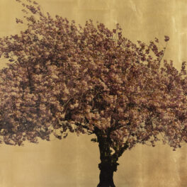 Prunus Serrulata XV by Robert Pereira Hind