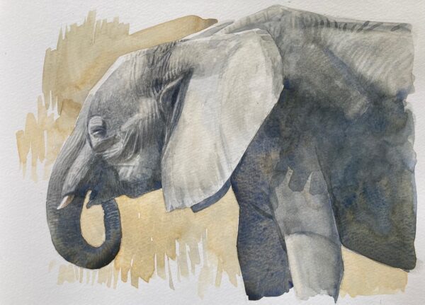 Elephant study