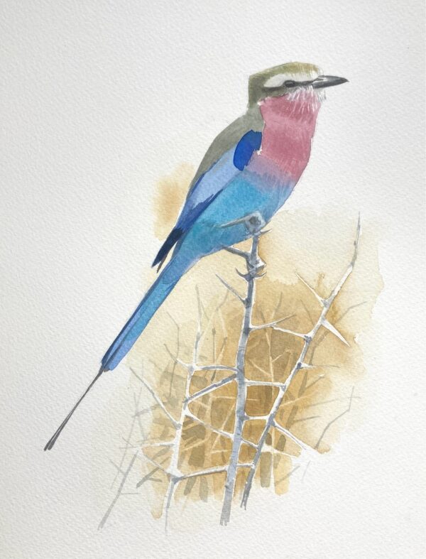 Lilac-Breasted Roller