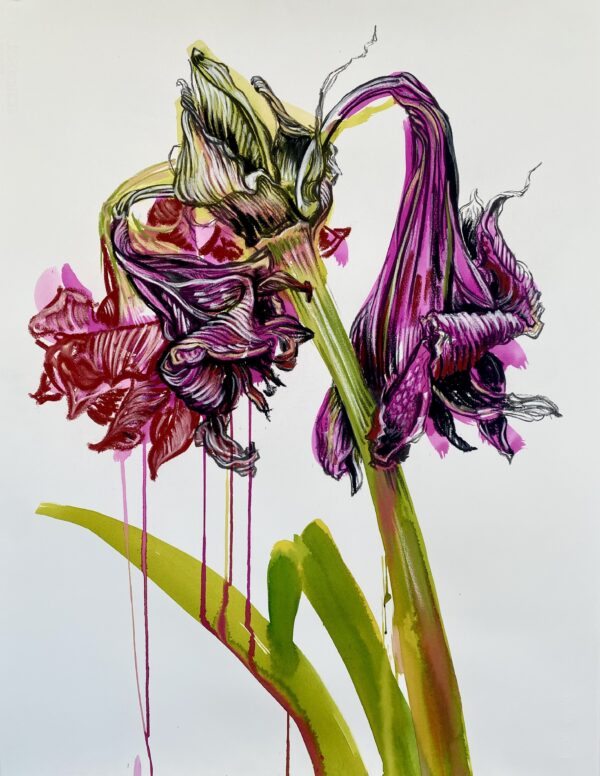 Amaryllis
